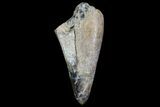 Albertosaurus Premax Tooth - Alberta (Disposition #-) #67608-1